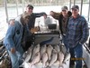 (04/26/2018) - Nice Striped Bass